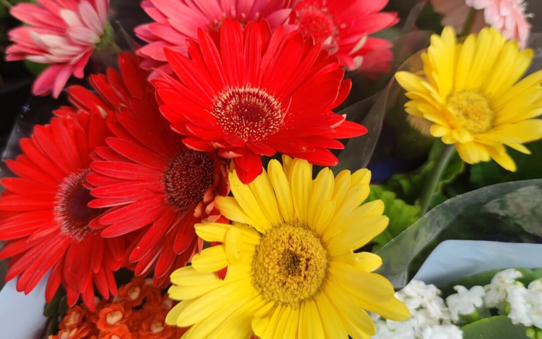 Le piantine fiorite e le strenne del sorriso del Calcit per la festa della mamma